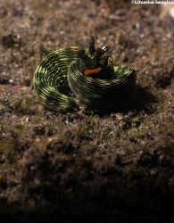 Nudibranch Mating Season by Luca Keller 